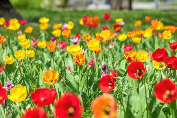 Beautiful Colorful Tulips with Green leaf in the Garden with Blurred many Flower as background of Colorful Blossom Flower in the Park.