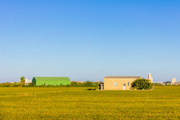 istock Rice fields in La Albufera, Valencia, Spain 1048405686