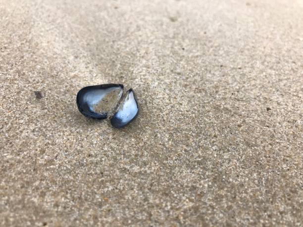 istock Open blue mussel shell on the sea beach. 1048412292