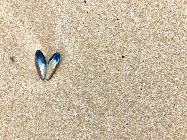 Open blue mussel shell lies on the sea beach, on the sand background. With free space for a text.