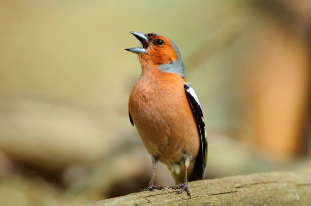 Chaffinch in the spring loudly sings, sitting on a fallen tree. Chaffinch in the spring loudly sings, sitting on a fallen tree. songbird photos stock pictures, royalty-free photos & images