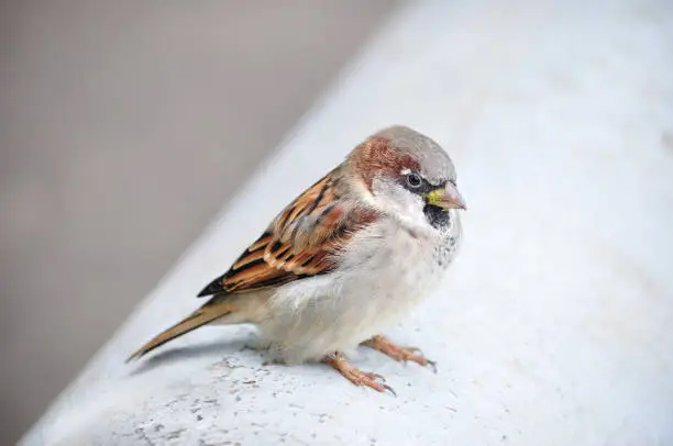 House sparrow (Passer domesticus) sits ruffle up.