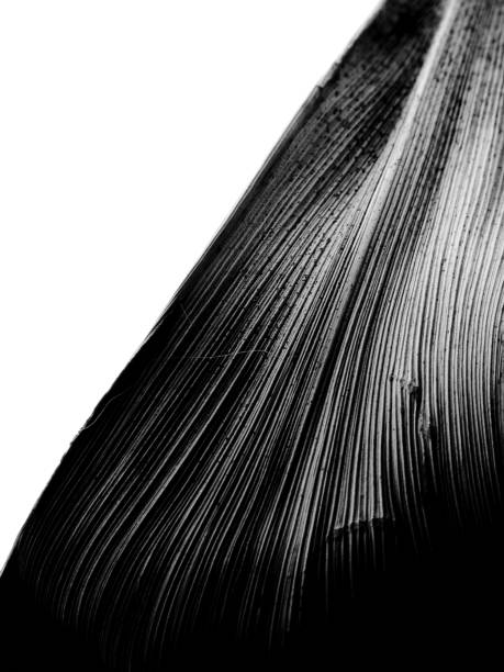 istock black and white closeup macro of a vertical leaf kept diagonally on a white background 1048419498
