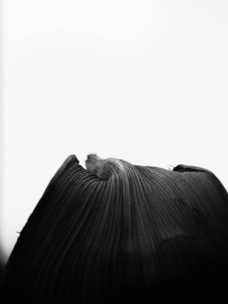 istock Black and white image of a leaf with grey to black transition 1048419986
