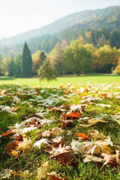 Autumn landscape, mountain Schwarzwald , the black forest, Baden Wurttemberg, Germany