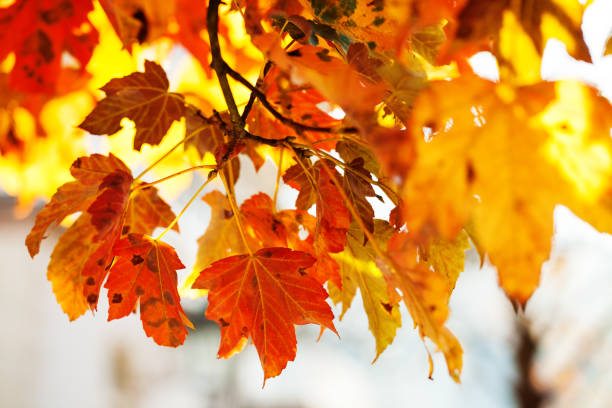 istock Autumn background, fall leaaves upon bright background 1048423002