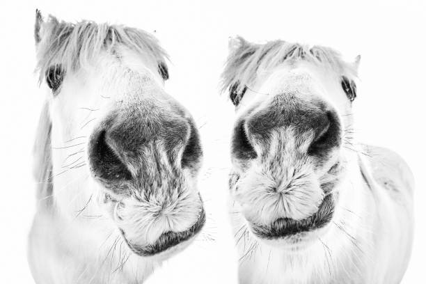 Portrait of two funny white horses Isolated photo of two funny white horses on a white background. animal lips photos stock pictures, royalty-free photos & images