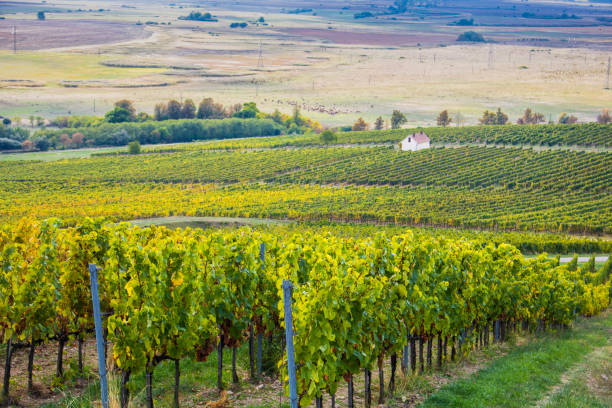 istock Vineyards in sunny autumn harvest 1048436048