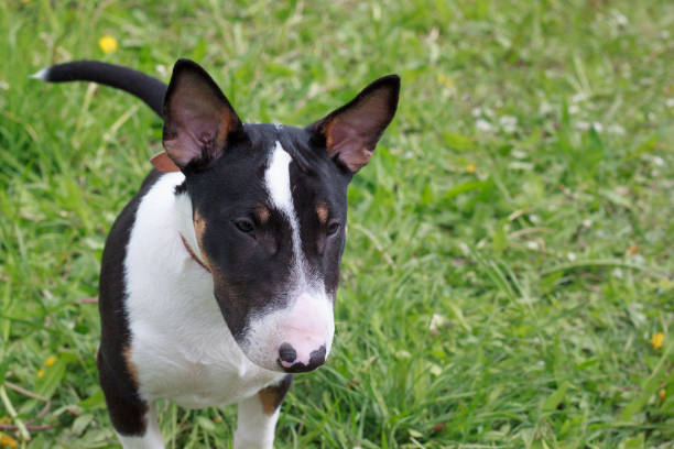 istock Cute miniature bull terrier is standing on a blooming meadow. Pet animals. 1048436052