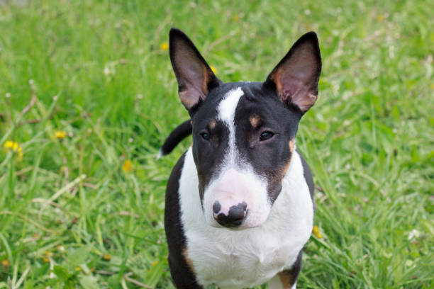 istock Cute miniature bull terrier close up. Pet animals. 1048436084