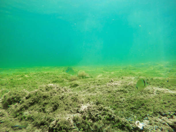 istock Sargos swimming in Sardinia turquoise sea 1048436186