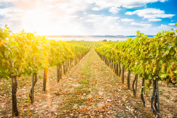 istock Vineyards in sunny autumn harvest 1048436300