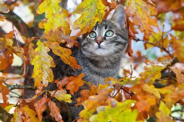 Photo of Beautiful kitty sitting on the autumn tree