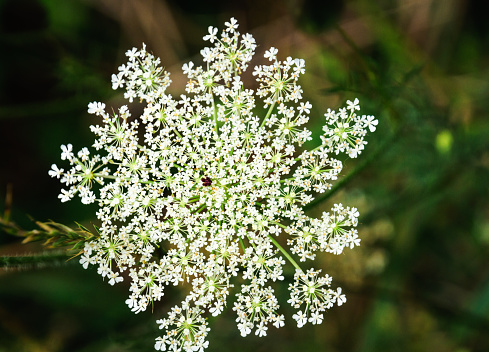 Conium maculatum or poison hemlock flower tree