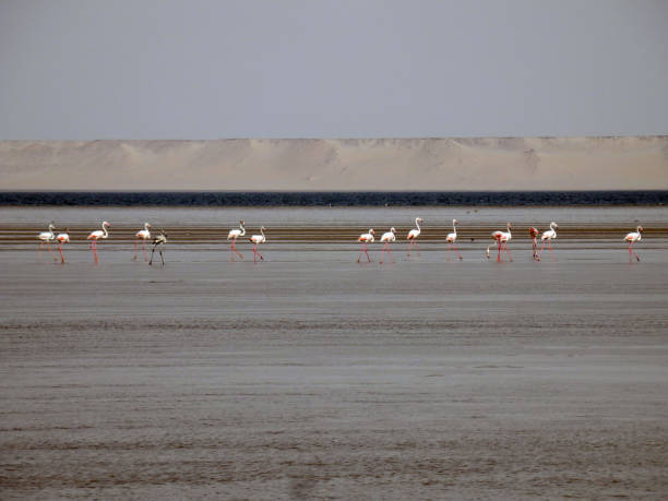 Pink flamingos in Atlantic coast in western sahara Beach, sea dunes and birds near Dakhla in Western Sahara western sahara stock pictures, royalty-free photos & images