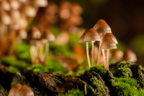 istock Galerina marginata is deadly poisonous mushroom. close up 1048450700