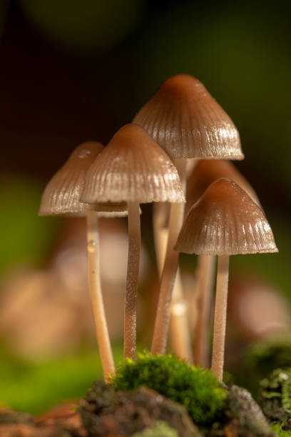 istock Galerina marginata is deadly poisonous mushroom. close up 1048450768