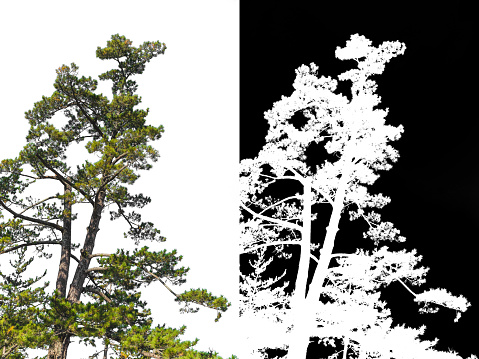Japanese pine tree on corner isolated with alpha channel for remove white background