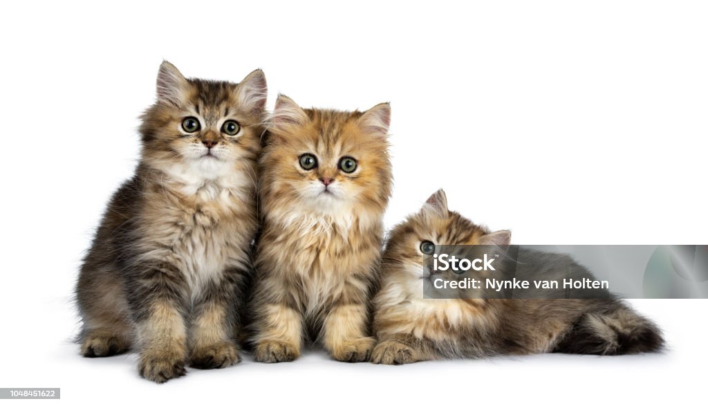 Trois moelleux or British Longhair chat chatons assis / portant sur une ligne parfaite, regardant la lentille avec de grands yeux vert isolé sur fond blanc - Photo de Chat domestique libre de droits