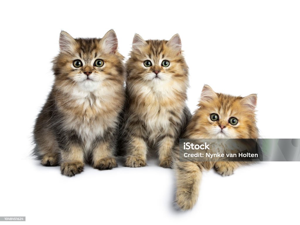 Trois moelleux or British Longhair chat chatons assis / portant sur une ligne parfaite, regardant la lentille avec de grands yeux vert isolé sur fond blanc - Photo de Affectueux libre de droits