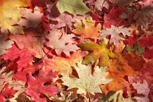 istock Colorful Autumn Maple Leaves Fallen on the Ground 1048454082