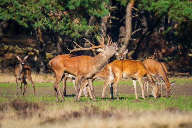 istock Male red deer cervus elaphus rutting and roaring 1048454114
