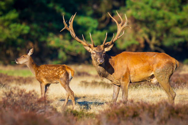 istock Male red deer, cervus elaphus, during rutting season 1048454120