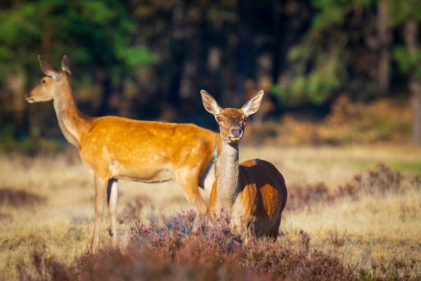 istock Female Red Deer doe or hind, Cervus elaphus 1048454184