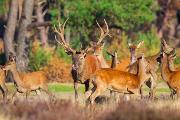 istock Red deer cervus elaphus stag chasing does during rutting season 1048454210
