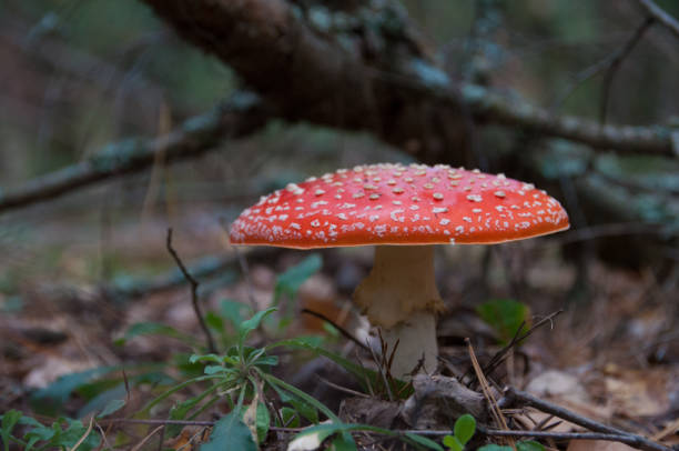 istock Amanita mushroom 1048454700