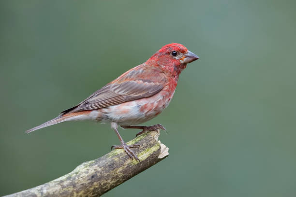 istock Male House Finch perched on a dead branch 1048457644