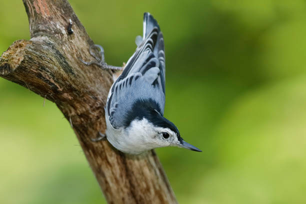 istock Male White-breasted Nuthatch perched on a dead branch 1048459968