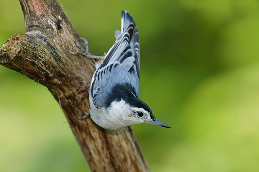 Male White-breasted Nuthatch (Sitta carolinensis) perched on a dead branch - Ontario, Canada