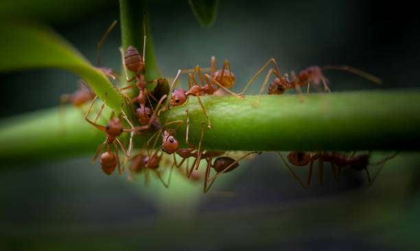 istock Red ant on green plant 1048460502