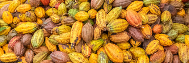 istock Cacao pods in Sao Tome 1048463766