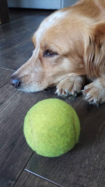 istock Mixed breed dog lying at floor 1048463888