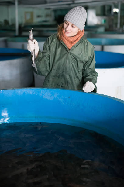 istock Woman examining young sturgeon on fish farm 1048464130