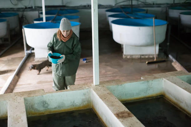istock Female owner on sturgeon farm feeding fish 1048464148