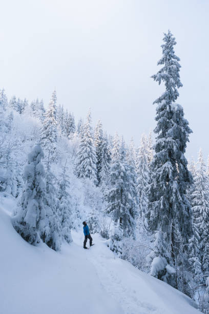 istock Winter in the mountain spruce forest 1048464266