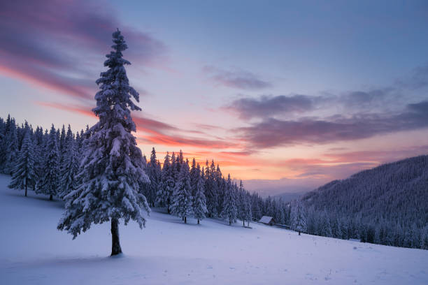 christmas landscape with fir tree in the snow and house in the mountains - landscape fir tree nature sunrise imagens e fotografias de stock