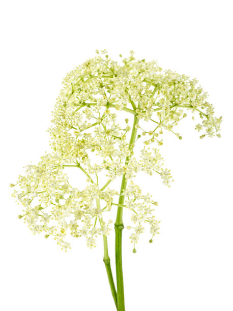 istock Elderberry flower on a white background. (Black Elder; European Elder; European Elderberry; European Black Elderberry) 1048467594