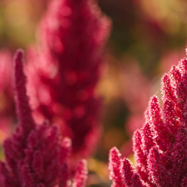 istock Superfood Amaranth blossom 1048467718
