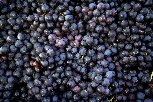 red grapes background