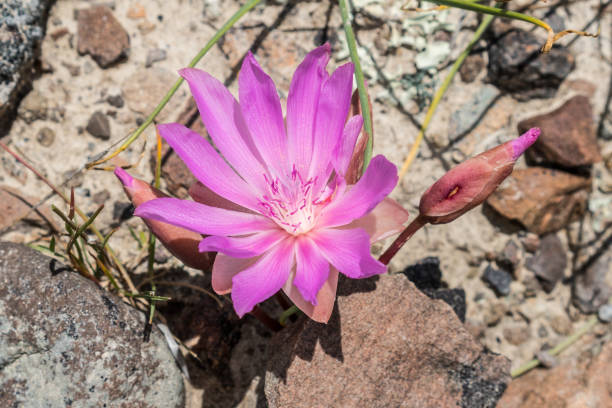 Bitterroot Flower Blooming bitterroot in Yellowstone National Park lewisia rediviva stock pictures, royalty-free photos & images