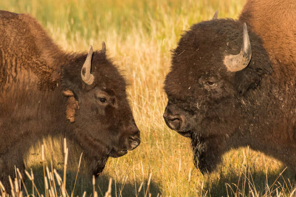 istock Bull and cow bison at sunrise 1048477836