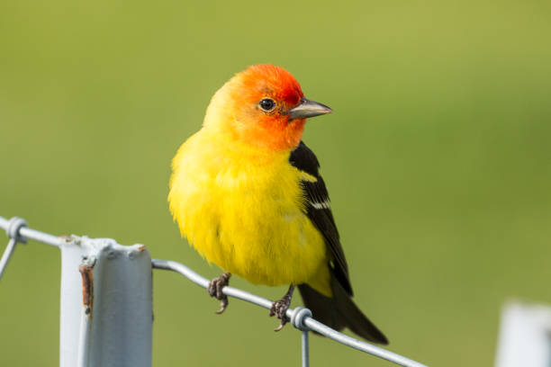 Western Tanager stock photo