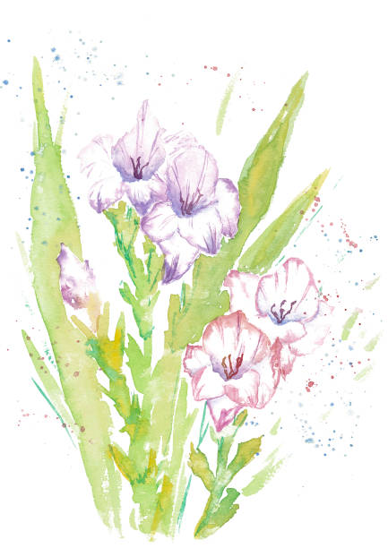 illustrations, cliparts, dessins animés et icônes de floral fleurs illustration aquarelle dessinés à la main de glaïeul. - gladiolus flower beauty in nature white background