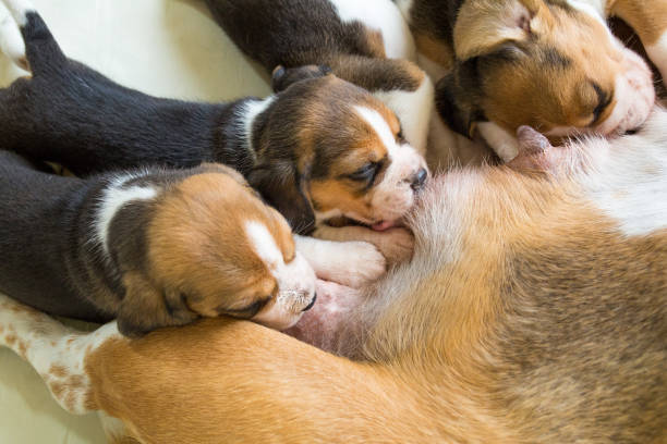 istock Cute puppies drinking mommy's milk. 1048488360