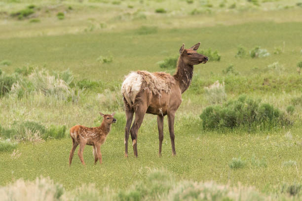 Newborn elk calf with its mother in Yellowstone National Park.