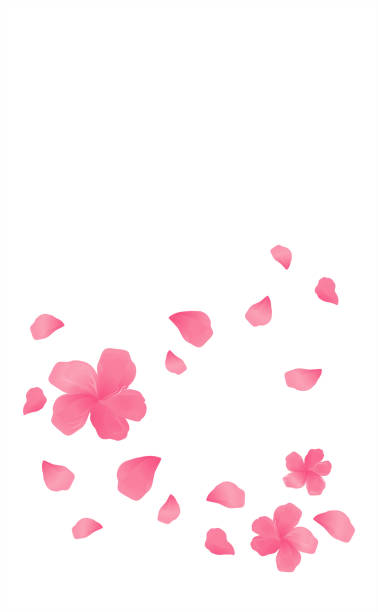 illustrazioni stock, clip art, cartoni animati e icone di tendenza di fiori rosa sakura e petali volanti isolati su sfondo bianco. fiori di melo. fiore di ciliegio. vettore - bouquet bunch cut out drop